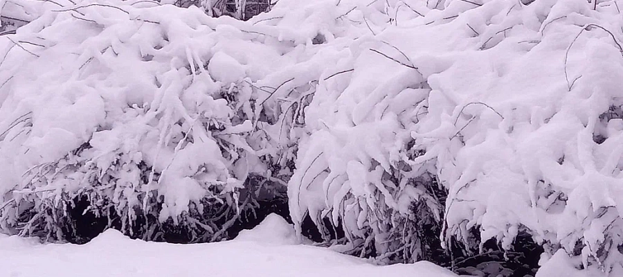 Почти месячная норма снега выпадет в Краснодаре 12 января