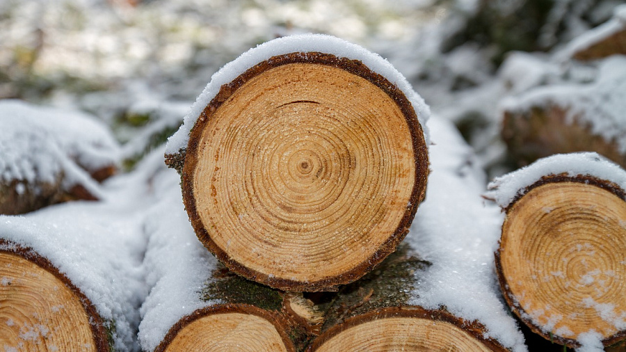 На Кубани «черные лесорубы» спилили 60 деревьев на 1,5 миллиона рублей