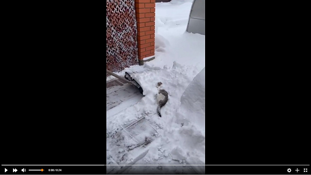 Кот, мешающий хозяину чистить снег, позабавил пользователей Сети