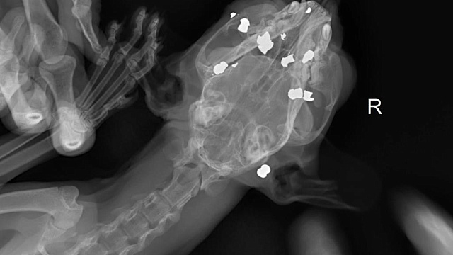 Повреждены голова, глаза, шея и нос: в Краснодарском крае неизвестный живодер расстрелял кошку из пневматического оружия