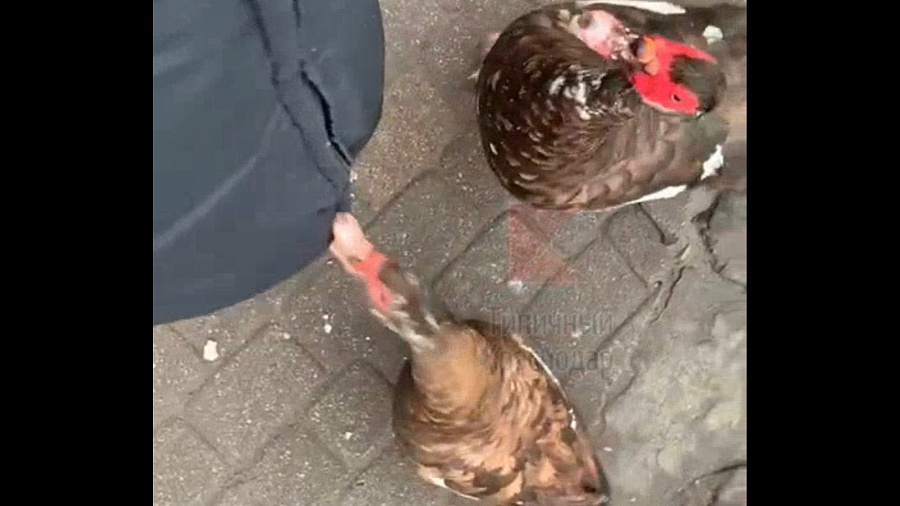 В Краснодаре в парке голодные утки атаковали отдыхающих. Видео