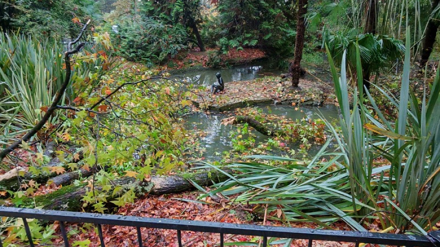 130-летнее дерево обрушилось в сочинском Дендрарии