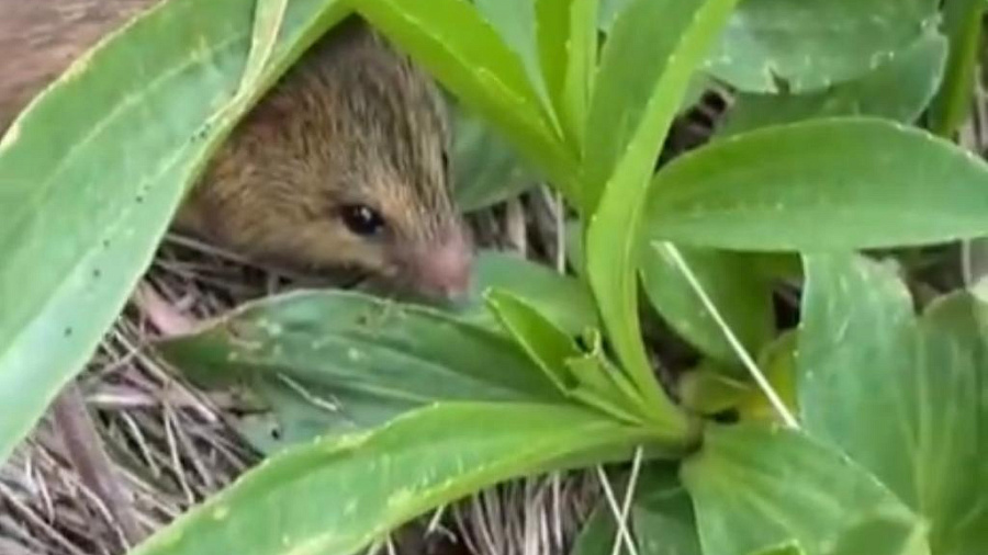 На альпийских лугах в Сочи ученые обнаружили полевую мышь