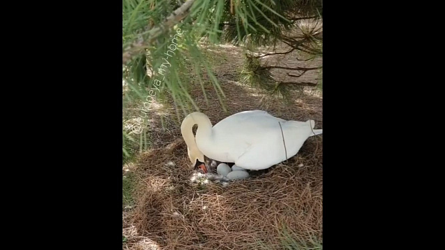 В Краснодаре лебеди, отгонявшие горожан от гнезд, отложили первые яйца (ВИДЕО)