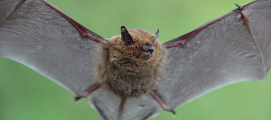 На Кубани в заповеднике «Утриш» найден редкий вид летучей мыши-вечерницы