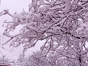 Цветом 2026 года, по версии Pantone, стал «Облачный танцор»