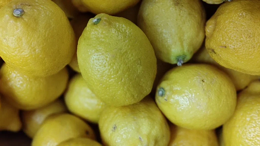 Египетские цитрусовые с опасной мухой остановили в Новороссийске