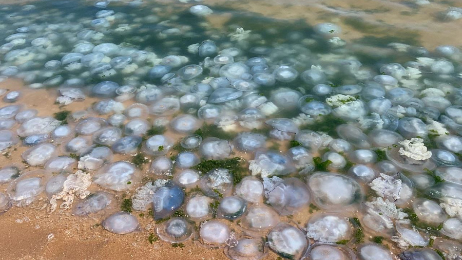 Азовское море в поселке Краснодарского края превратилось в кисель из медуз
