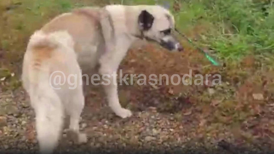 На Кубани станичник выстрелил из арбалета в голову собаки, забежавшей в его двор