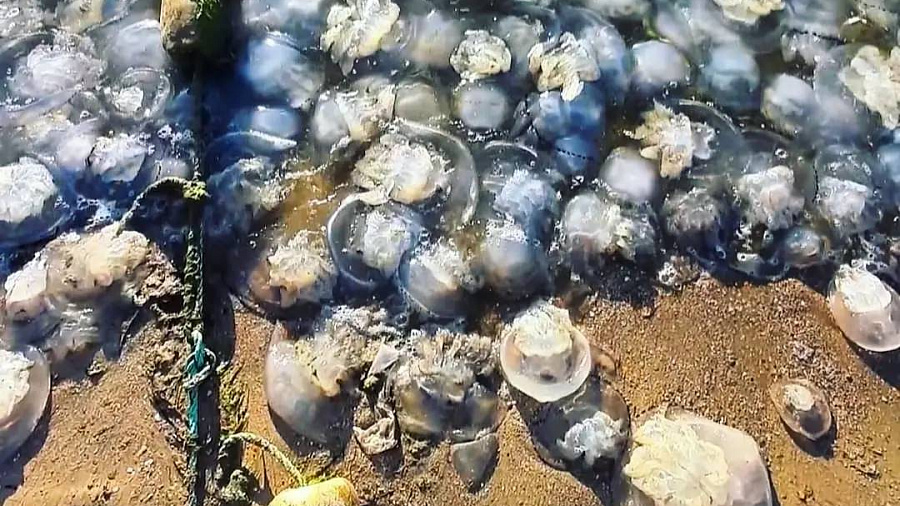 Сотни мёртвых медуз выбросило на берег Черного моря в Анапе