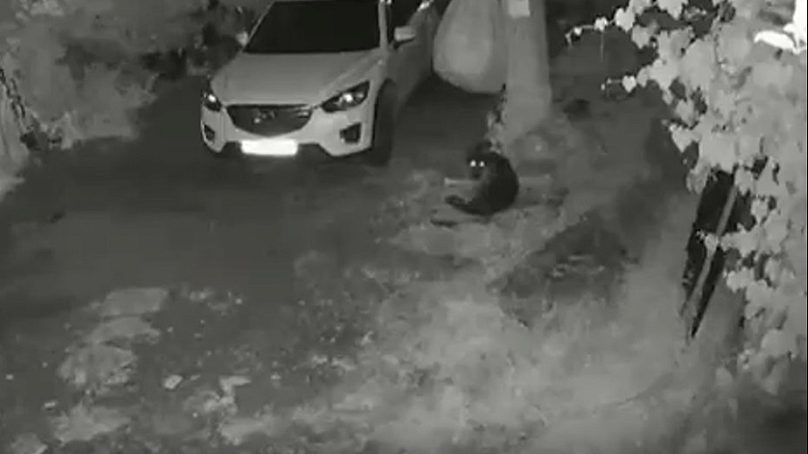 Медведица с двумя медвежатами пришла к жилому дом в Сочи