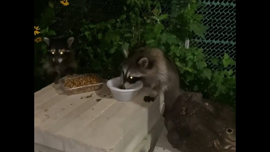 «Контактный зоопарк»: в Сочи туристы сняли на видео голодных енотов-попрошаек