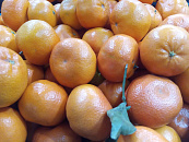 Россельхознадзор остановил 69 тонн мандаринов с мухой в Новороссийске