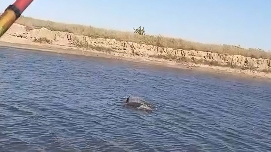 Краснокнижный дельфин в реке на Кубани попал в рыболовный капкан пьяного рыбака