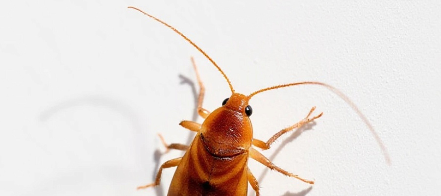 Прокуратура проверяет жалобы на тараканов в детском отделении больницы Славянска-на-Кубани