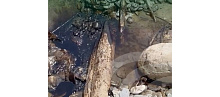 Росприроднадзор проверяет сообщение о загрязнении нефтепродуктами акватории Черного моря вблизи Новороссийска