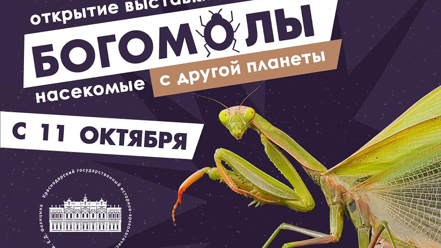 В Краснодаре откроется энтомологическая выставка «Богомолы — насекомые с другой планеты»