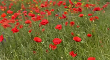 Цветущие маки в Краснодаре вызвали ажиотаж среди любителей фото