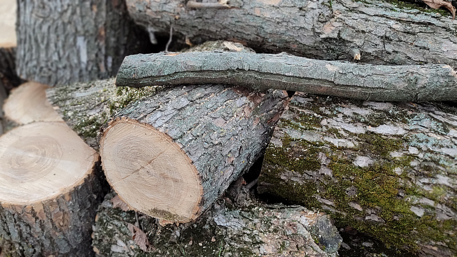 Глава СК РФ заинтересовался массовой вырубкой деревьев в лесопарке Краснодара 