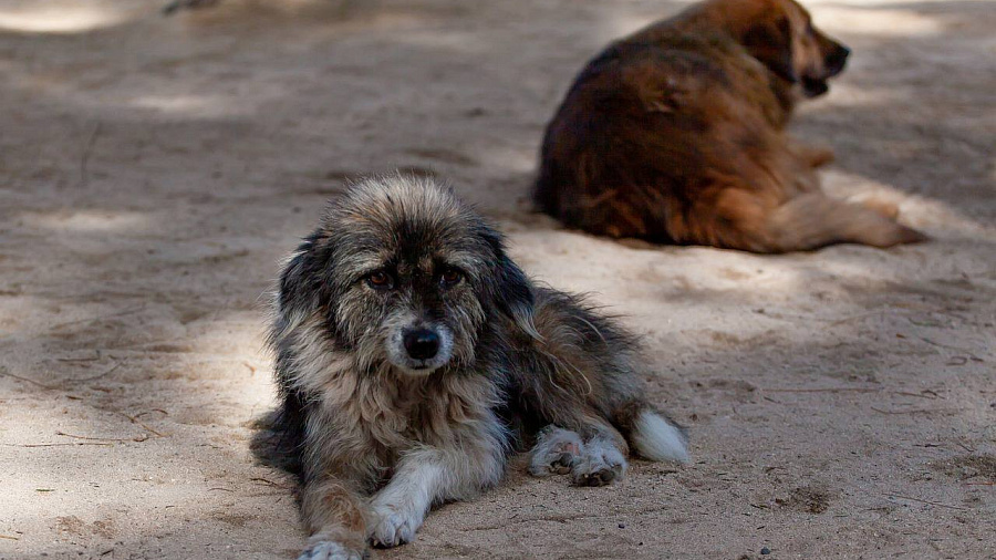 В Юбилейном микрорайоне Краснодара активисты выступили против отлова бродячих собак, нападающих на людей