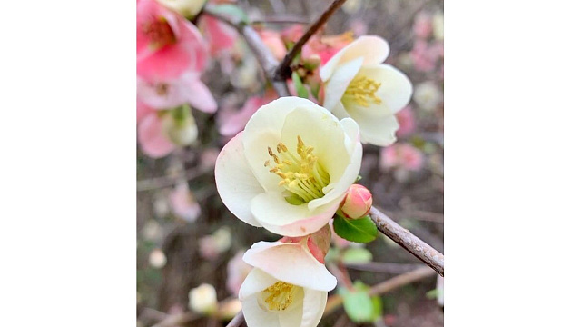 В Сочи пользователей Сети восхитило цветение японской айвы (ВИДЕО)