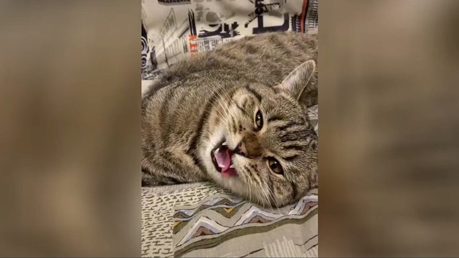 Кот, решивший поболтать с хозяйкой после сладкого сна, умилил пользователей Сети