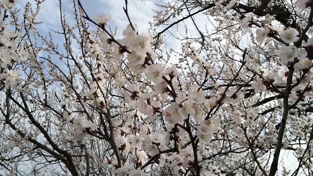 Аномальная весна 2026 накроет Краснодарский край