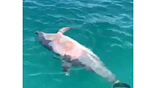 На Кубани только за одну неделю погибло более 100 дельфинов 