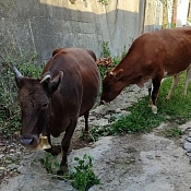 В станице Кубани ввели карантин из-за опасной инфекции крупного рогатого скота