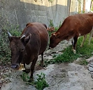 В станице Кубани ввели карантин из-за опасной инфекции крупного рогатого скота