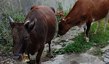 В станице Кубани ввели карантин из-за опасной инфекции крупного рогатого скота