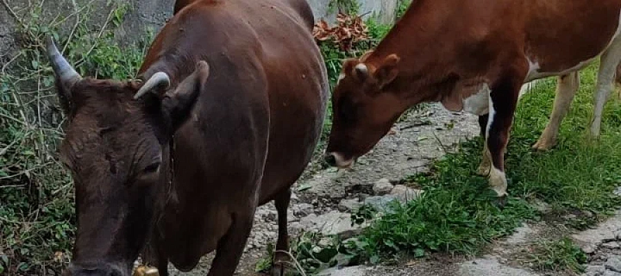 В станице Кубани ввели карантин из-за опасной инфекции крупного рогатого скота