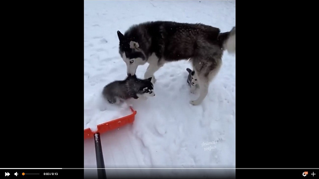 Собака, запретившая кататься своему щенку на лопате, растрогала Сеть