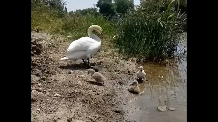 Семейство лебедей с потомством на берегу речки в Анапе восхитило пользователей Сети