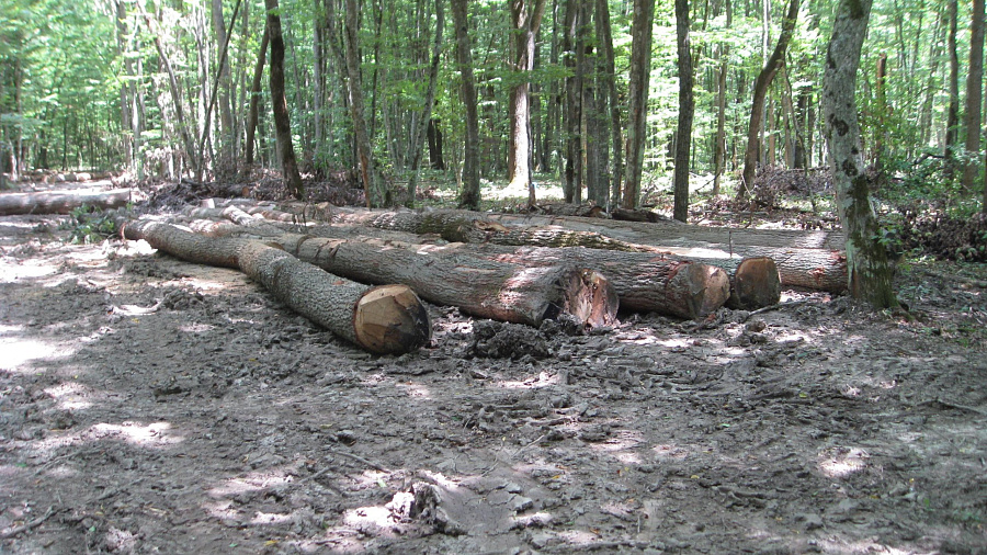 В Туапсинском районе «черные» лесорубы вырубили леса на 658 млн рублей
