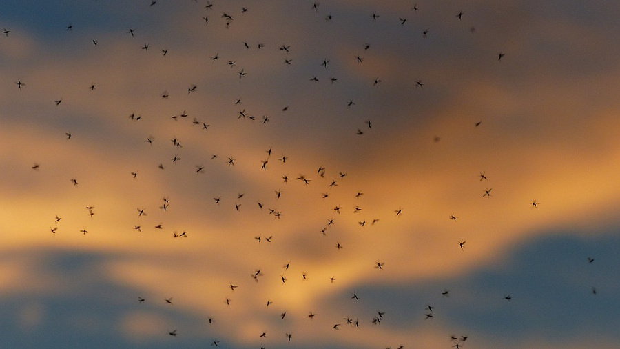 Эксперт объяснил причину нашествия комаров в Анапе
