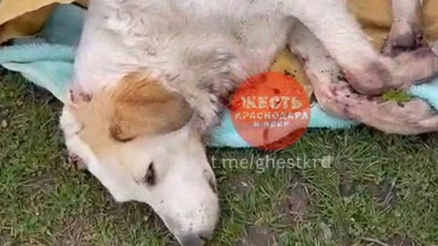 В Краснодаре неизвестные устроили расстрел собак на территории садового товарищества