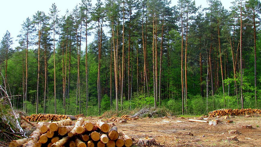 В Туапсинском районе черные лесорубы за 10 месяцев уничтожили деревья на 574 млн рублей