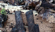 Мины времен войны подорвали в лесу под Новороссийском 