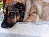 Новый налог на выгул собак хотят ввести в России