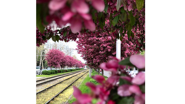 «Японский рай» в центре Краснодара сменился цветением яблоневого сада (ФОТО)