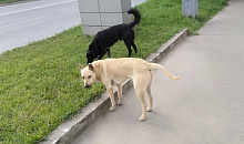 Плановый отлов собак стартует в Краснодаре 10 марта