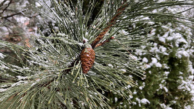 В Краснодарском крае несколько районов засыпало снегом