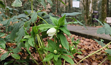 Зимовник из эпохи мамонтов зацвел в Тисо-самшитовой роще Сочи