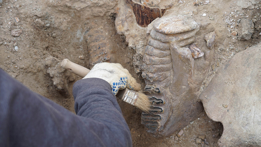 В Темрюкском районе археологи обнаружили кости древних таманских слонов, лошадей, антилоп и волков