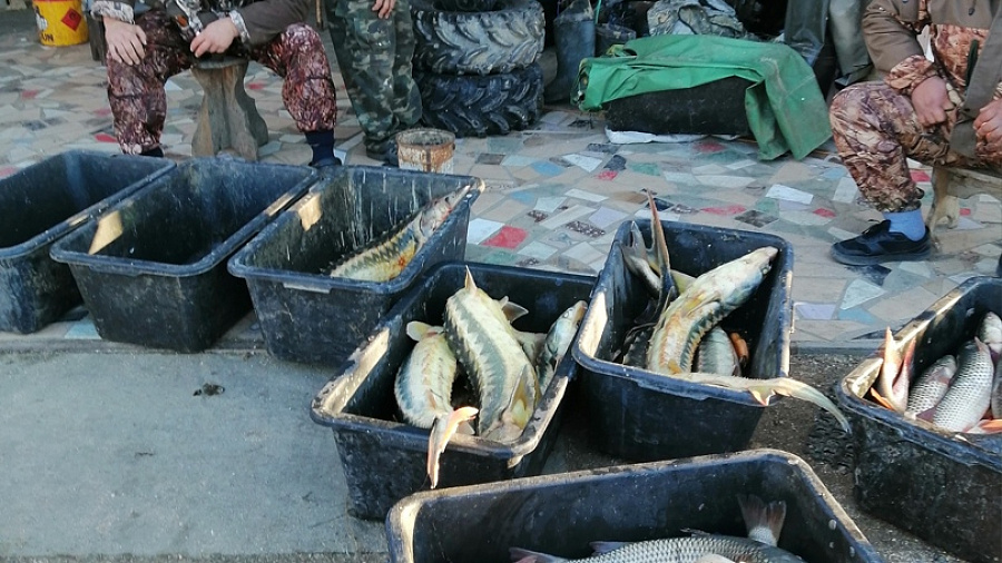 В Краснодарском крае браконьеры выловили из Азовского моря ценную рыбу на 1,2 млн рублей