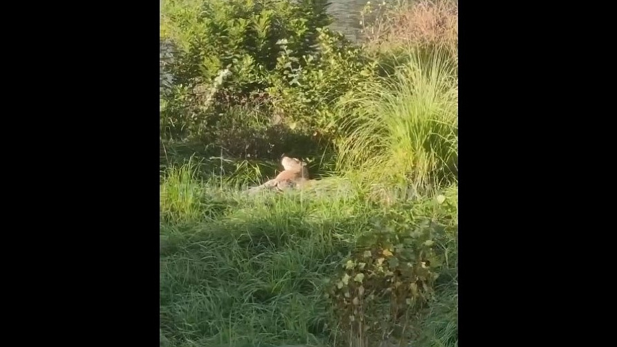 Жителей Сочи напугал «леопард», лежащий на берегу реки в центре города