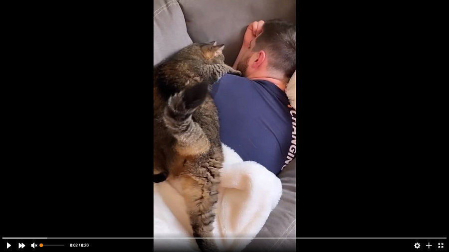 Уморительные попытки кота лечь рядом с хозяином рассмешили пользователей Сети