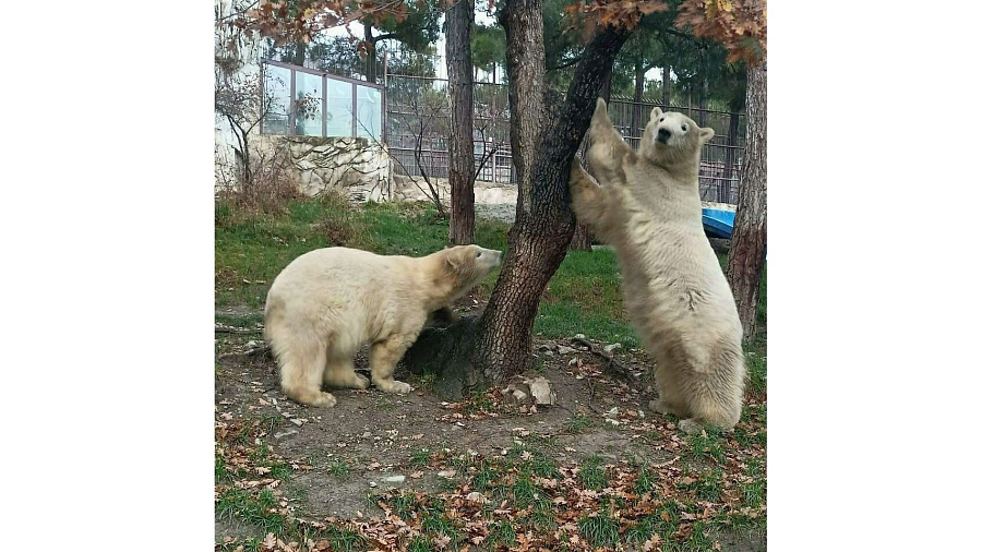 Белым медвежатам из Сафари-Парка в Геленджике исполнился 1 год