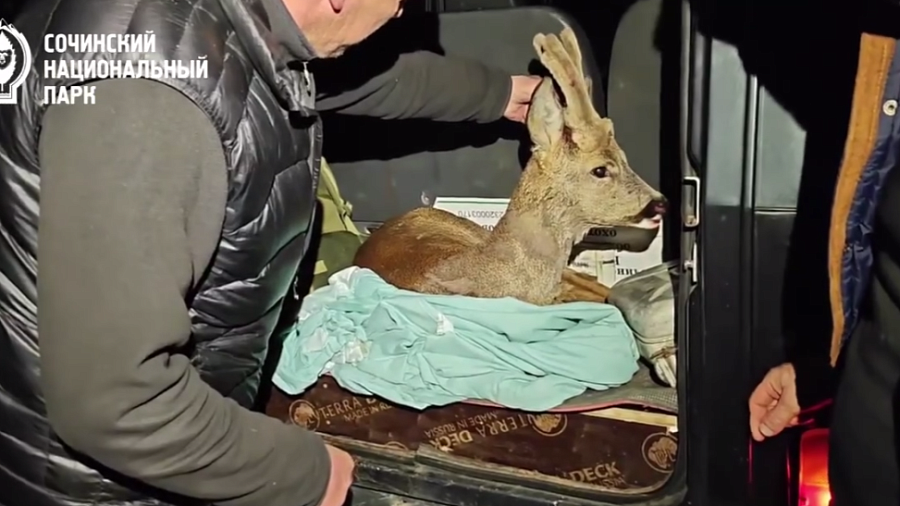В Сочи спасли косулю, убегавшую от собак 